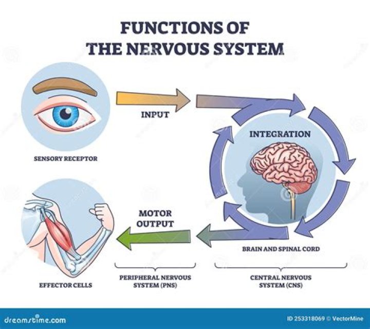 What is the important function of intermediaries?