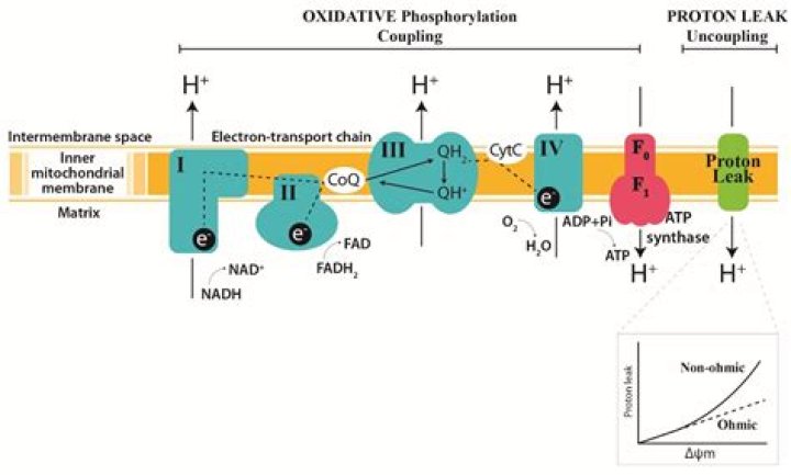 What is the input and output of oxidative phosphorylation?