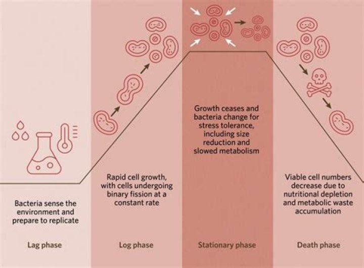 What is the lag phase in population growth?