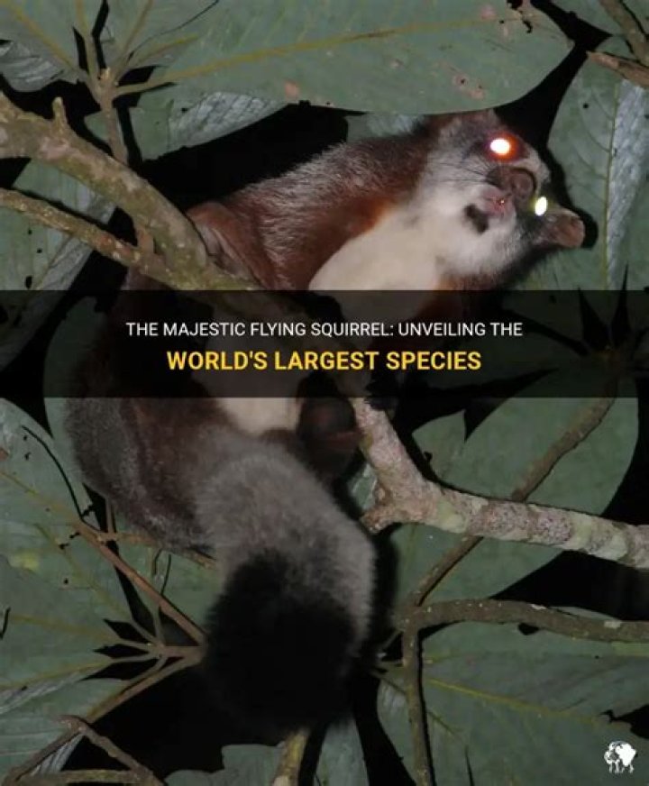 What is the largest flying squirrel?