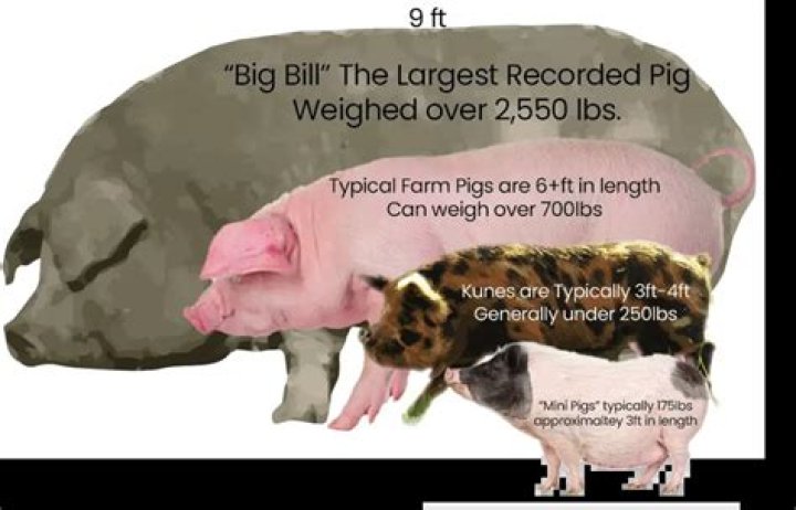 What is the largest pig ever recorded?