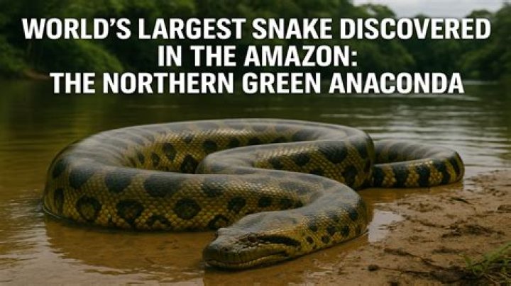 What is the largest thing an anaconda has eaten?