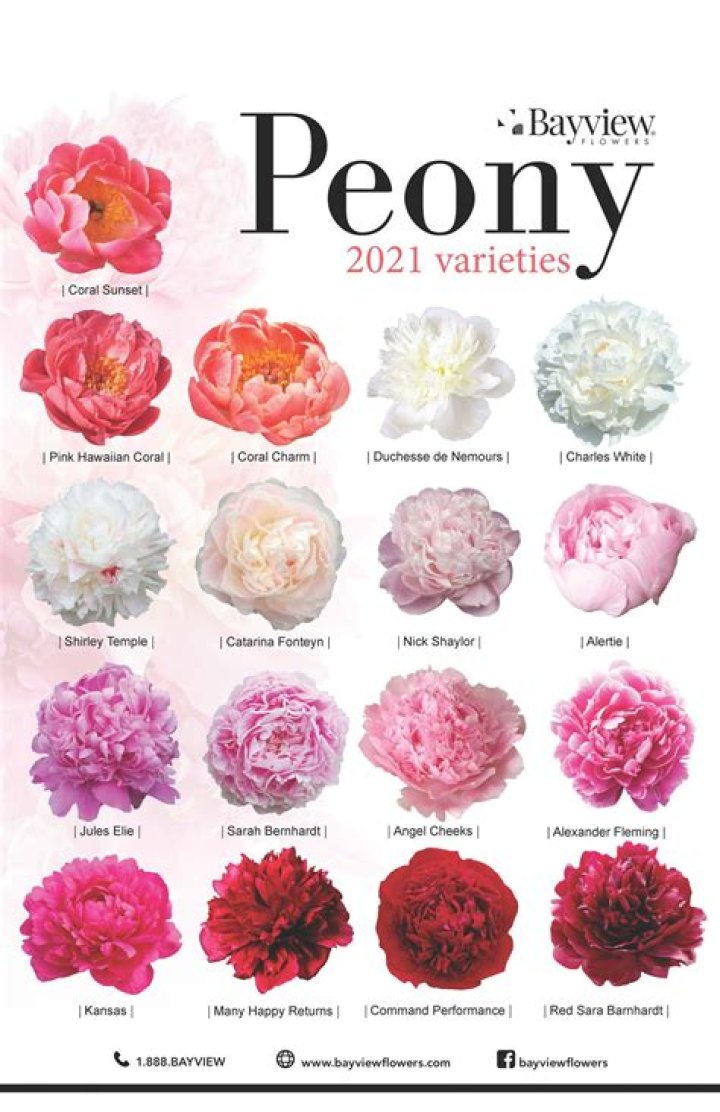 What is the Latin name for peony?