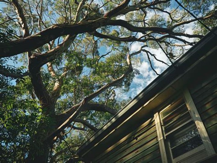 What is the law regarding overhanging trees?