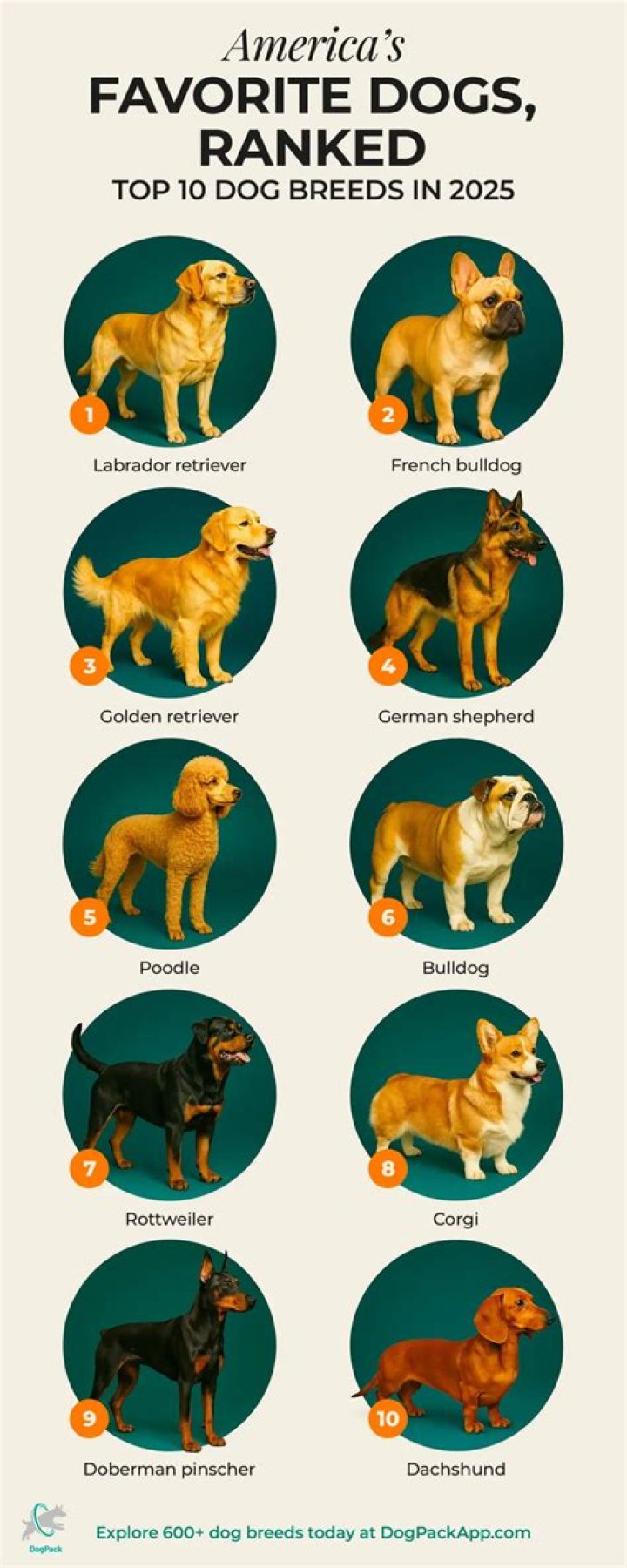 What is the least popular AKC breed?