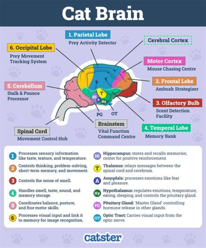 What is the LGN for?