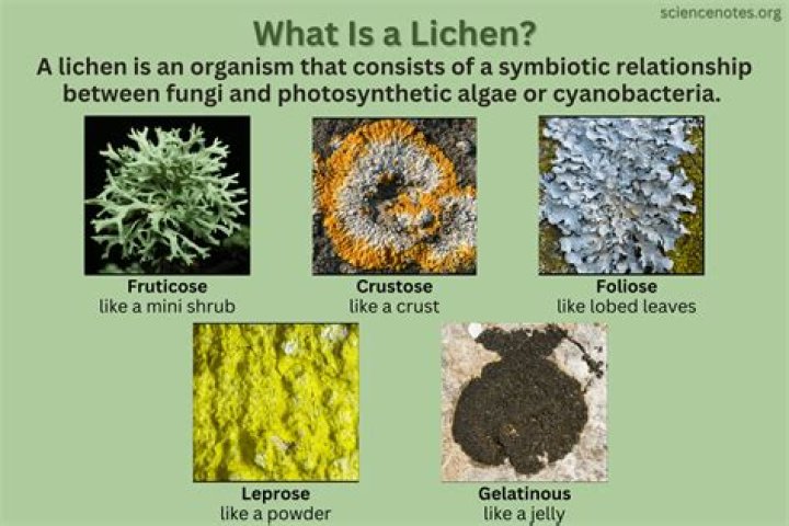 What is the lichens niche?