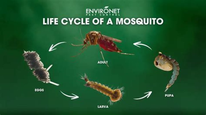 What is the life cycle of a dust mite?