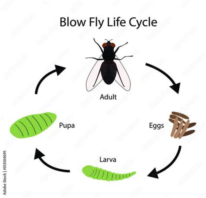 What is the life cycle of sandfly?