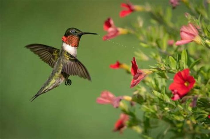 What is the lifespan of a ruby-throated hummingbird?
