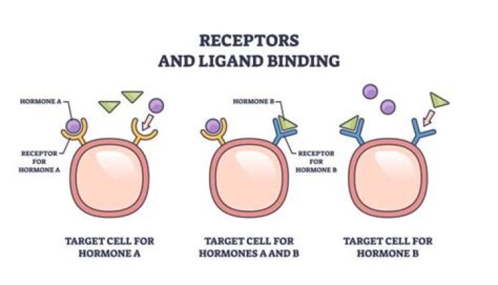 What is the ligand of testosterone?