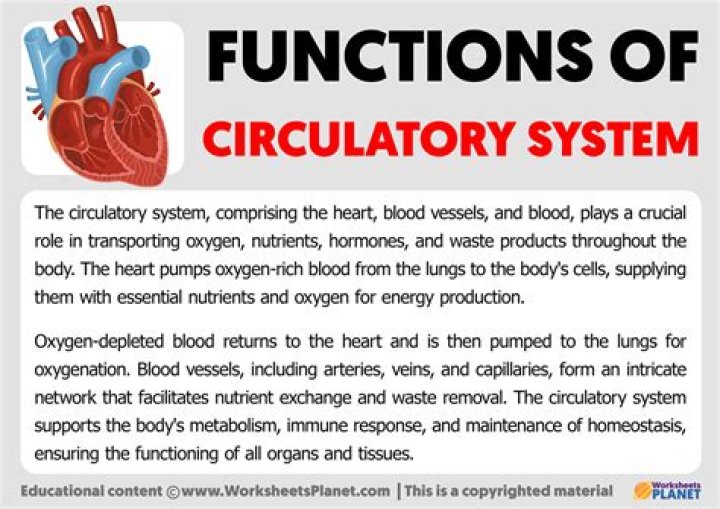What is the main function of the blood in circulatory system?