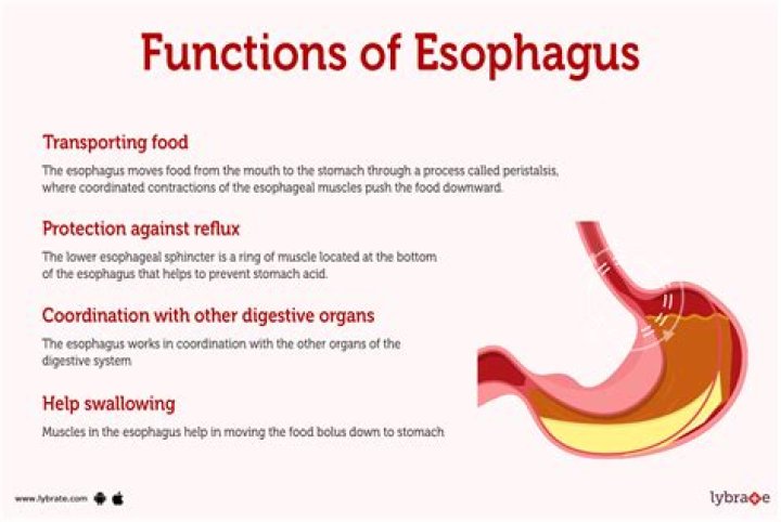 What is the main function of the esophagus?