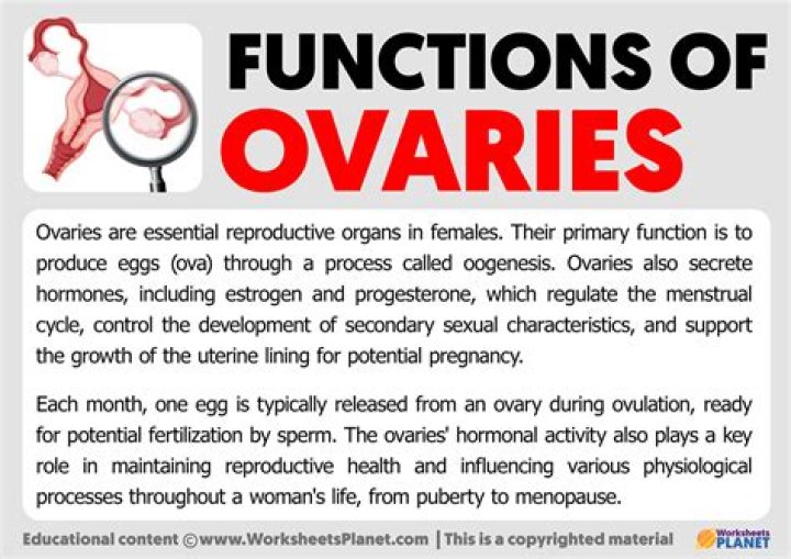What is the main function of the ovary?