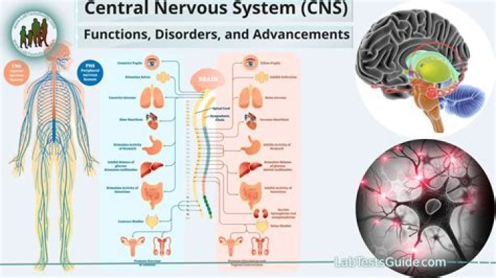 What is the main purpose of the central nervous system?