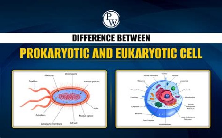 What is the major cellular difference between prokaryotic and eukaryotic cells?