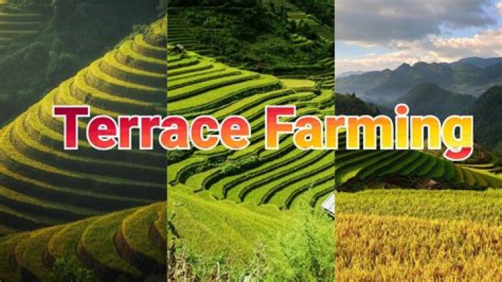 What is the mean of Terrace?