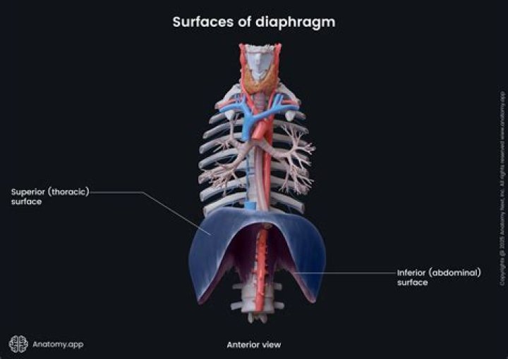 What is the meaning of extranodal?