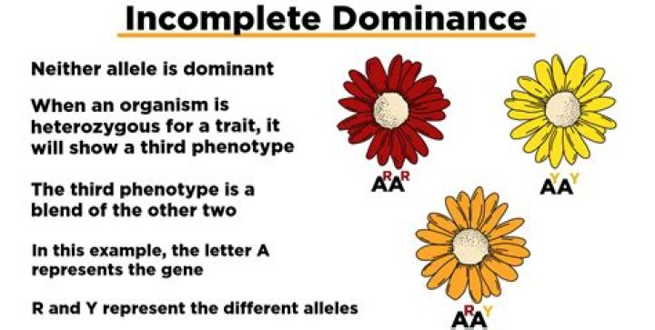 What is the meaning of incomplete dominance?