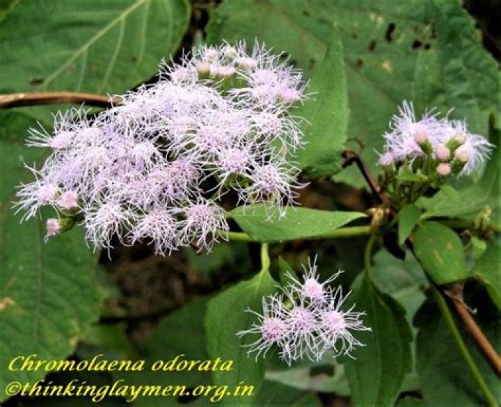 What is the medicinal use of Chromolaena odorata?
