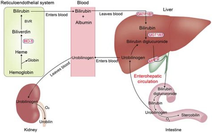 What is the metabolism of bilirubin?