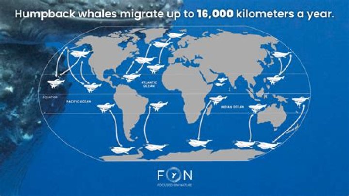 What is the migration route of the humpback whale?