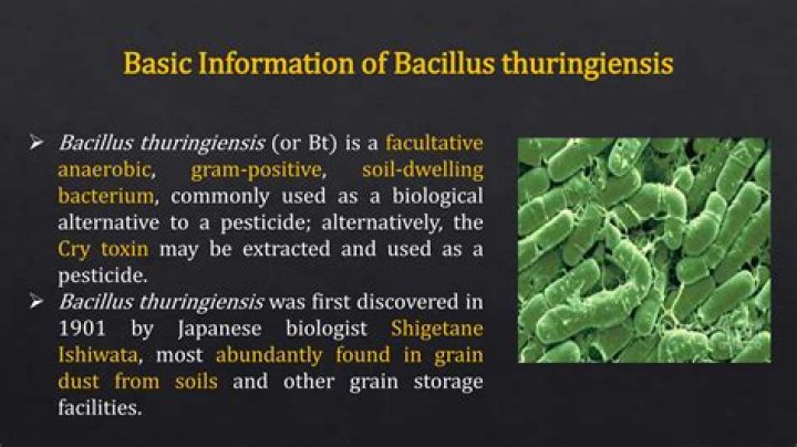 What is the mode of action of Bacillus thuringiensis?