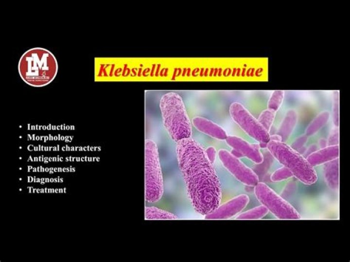 What is the morphology of Klebsiella?