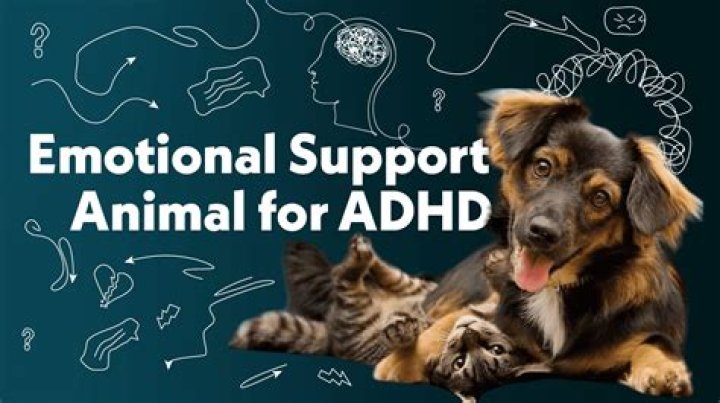 What is the most ADHD animal?