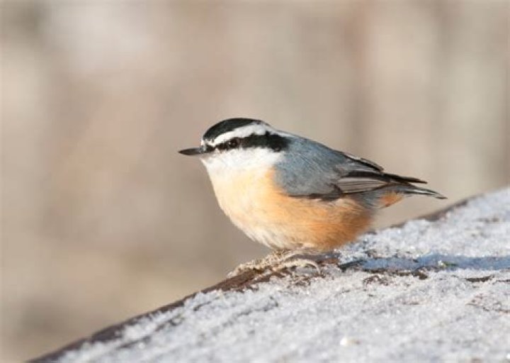 What is the most common bird in Virginia?