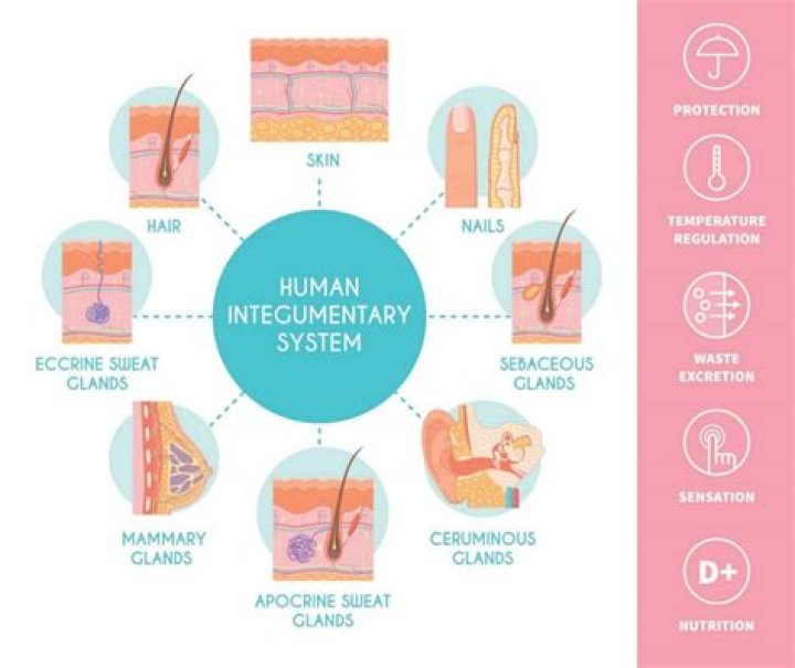 What is the most common disease of the integumentary system?