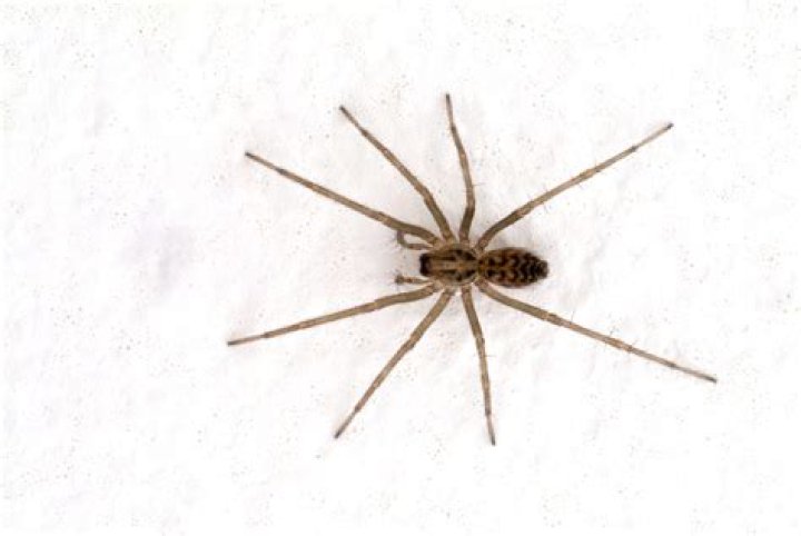 What is the most common house spider in the UK?
