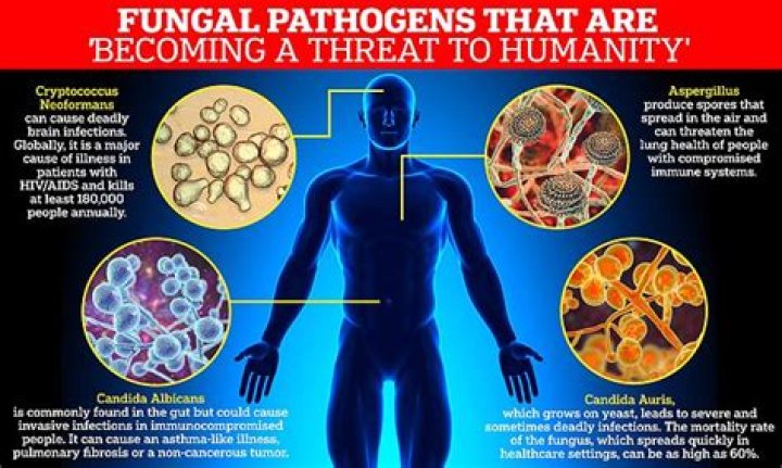 What is the most common pathogen causing fungal meningitis?