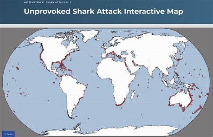 What is the most common shark attack?