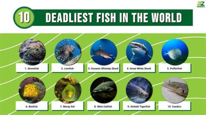 What is the most deadliest sport in the world?