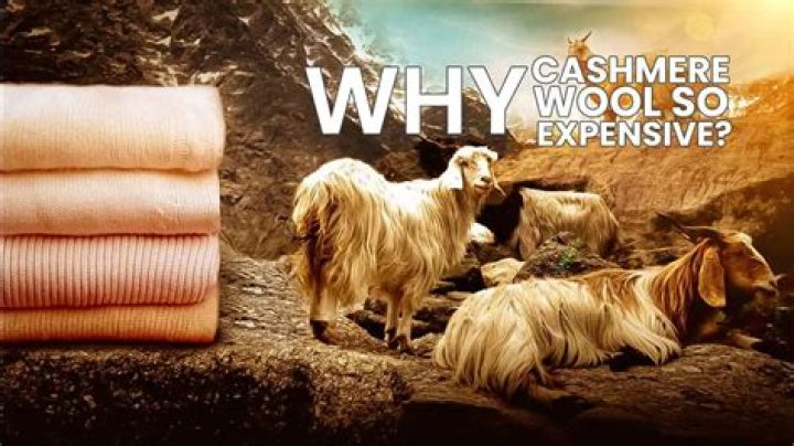 What is the most expensive cashmere?