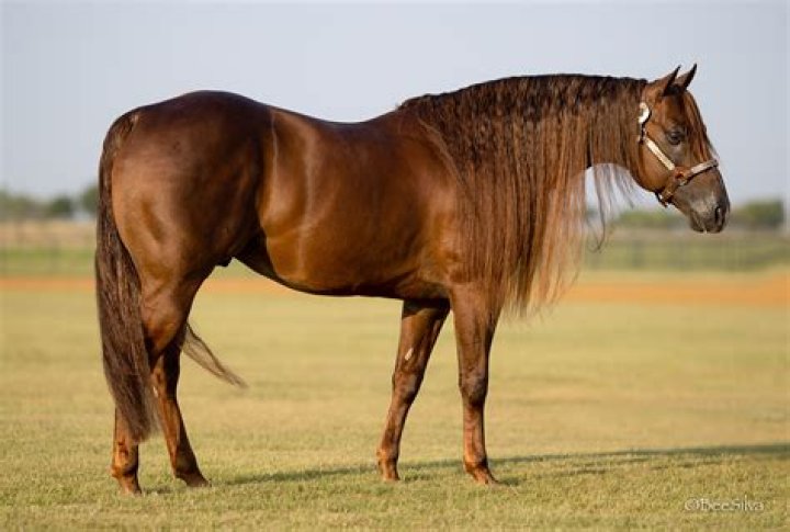 What is the most famous Quarter Horse?