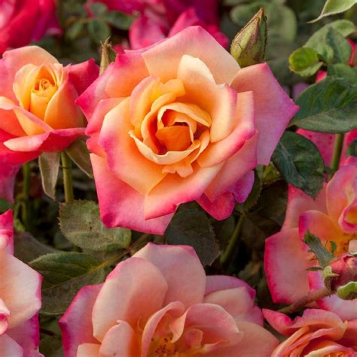 What is the most fragrant floribunda rose?