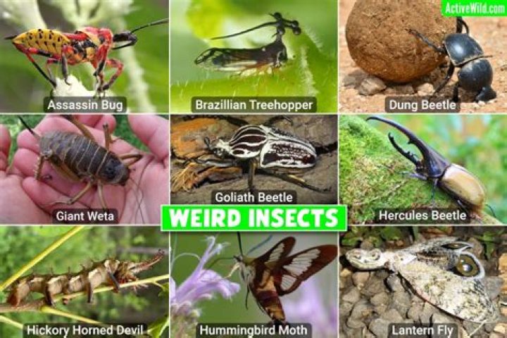 What is the most interesting insect in the world?