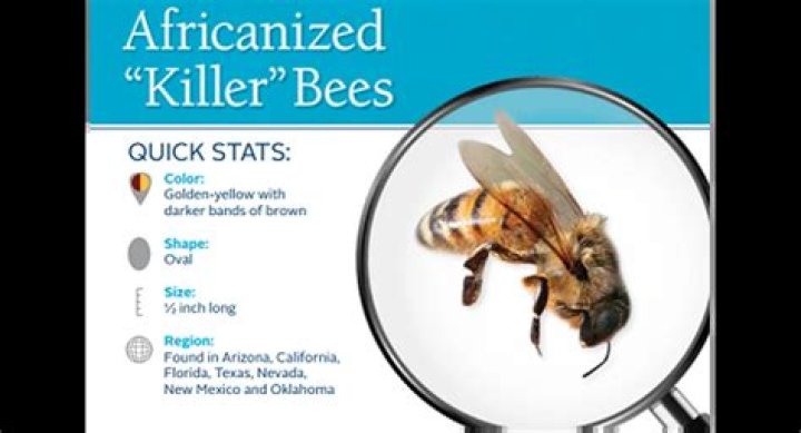 What is the most killer bee?
