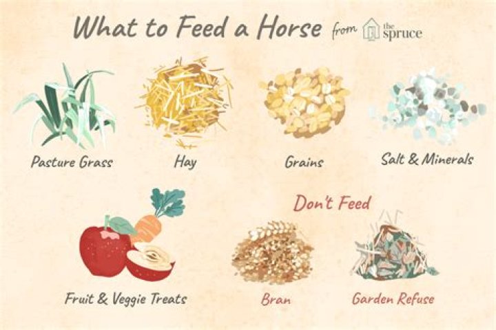 What is the most nutritious feed for horses?