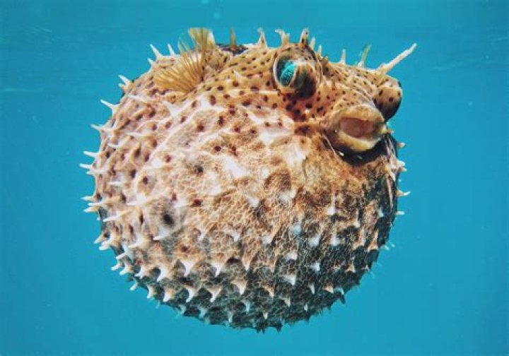 What is the most poisonous fish in the world?