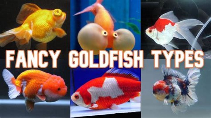 What is the most popular fancy goldfish?