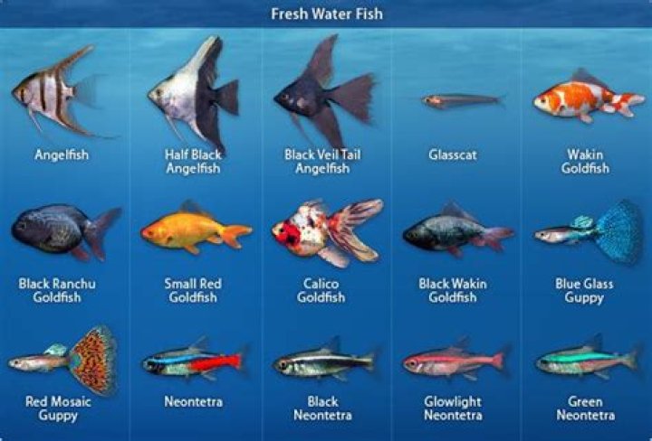 What is the most pretty freshwater fish?