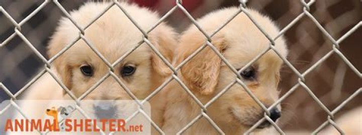 What is the name of animal shelter?