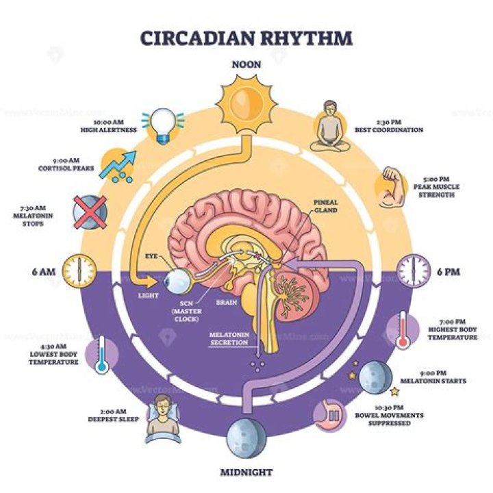 What is the name of the circadian clock gene?