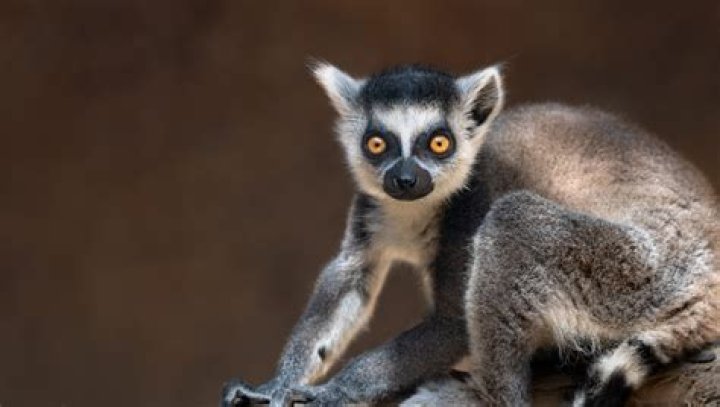 What is the name of the lemur from Madagascar?