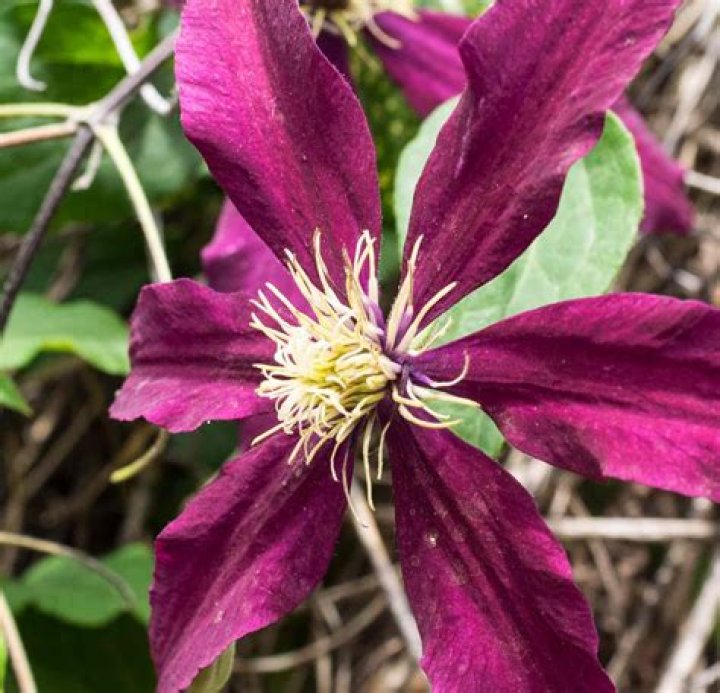What is the name of the purple Clematis?