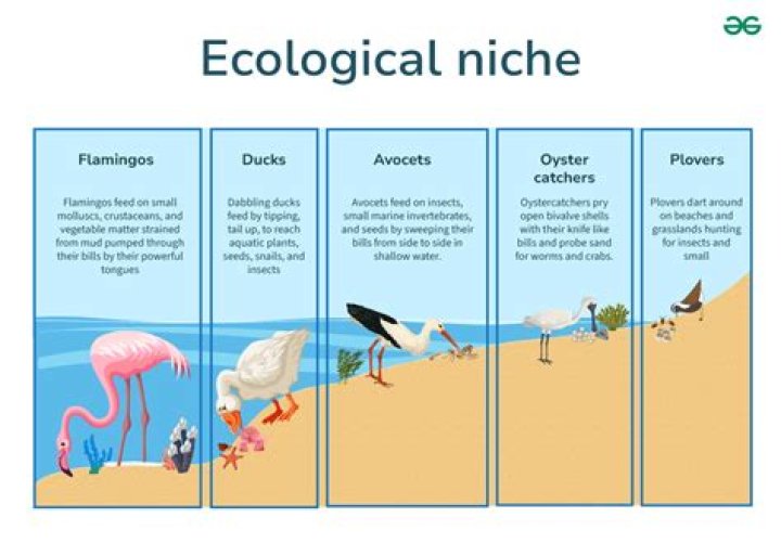 What is the niche of a tortoise?