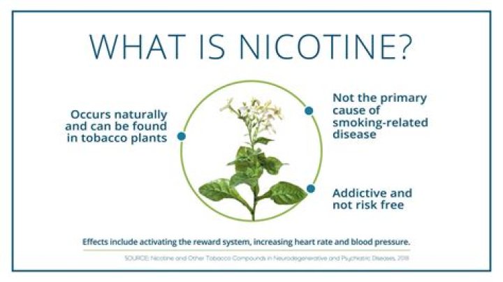 What is the nicotine plant called?